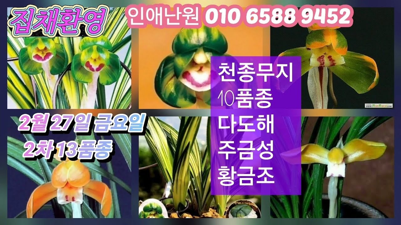 2월 27일 금/2차 천종무지 10분 다도해 주금성 황금조 13품종 판매합니다