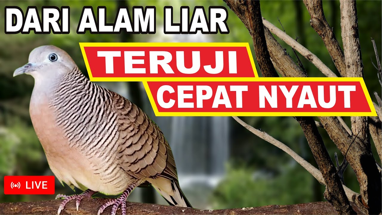 LIVE  di ALAM BEBAS Perkutut Lokal GACOR