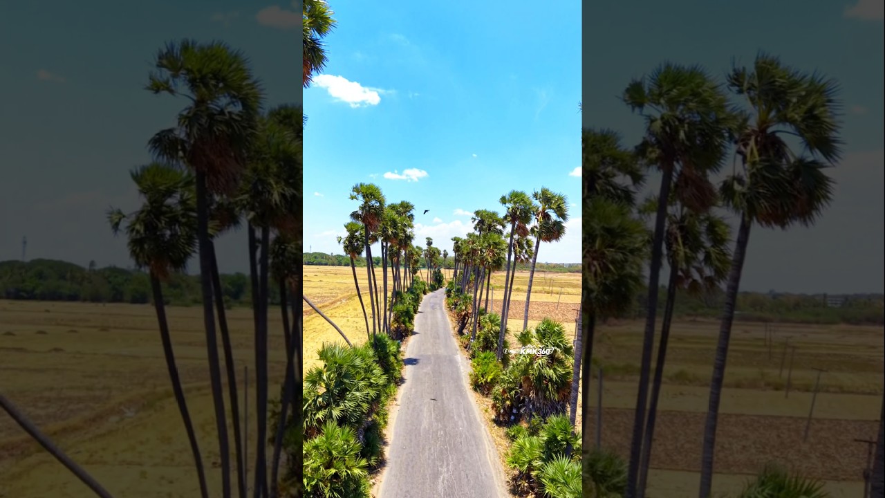 Palm Tree Road😍📌Pallapuram,Trichy