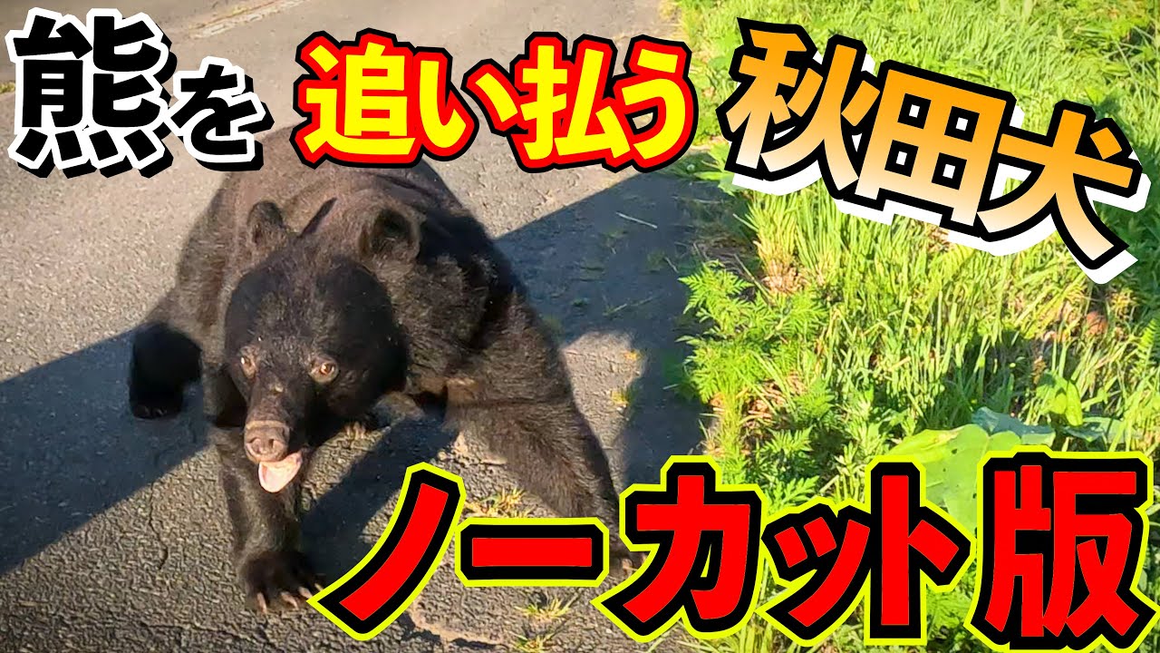 【貴重映像】熊を追い払う秋田犬 ★ノーカット版★ Akita dog fighting off a bear 【Rare footage】 Uncut version