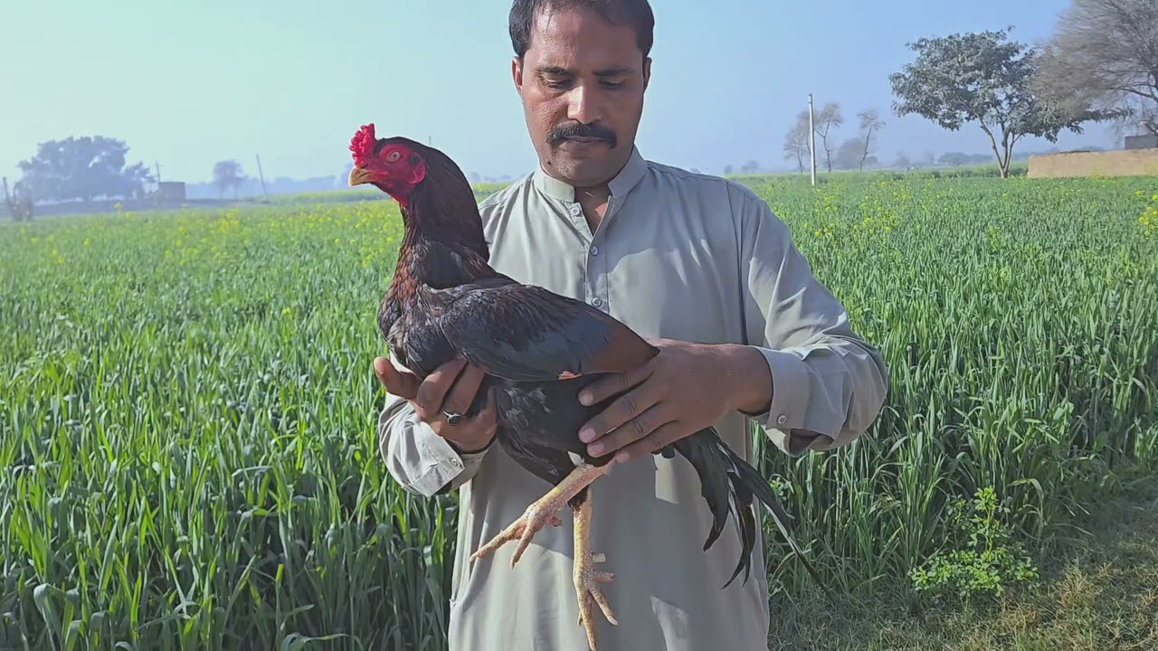 Ratta topla #tag fighter ready for fight #tag beautiful aseel ##trending #foryou 