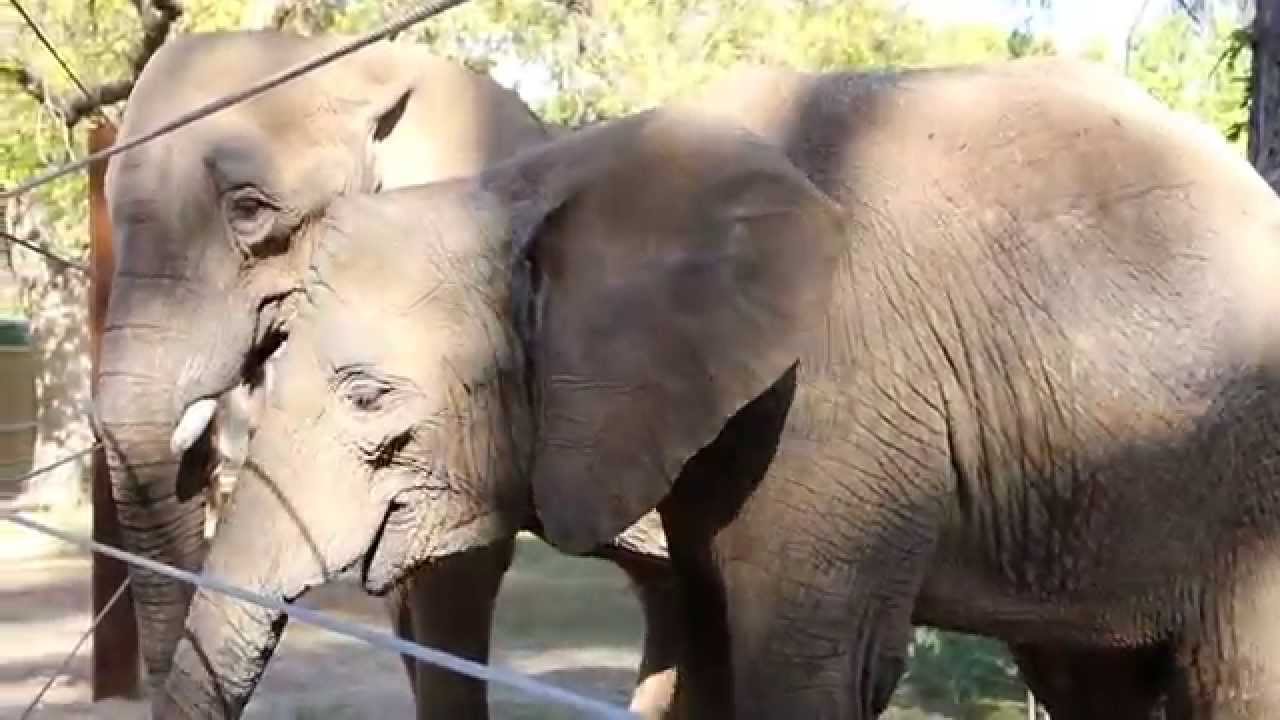 New African Elephants at Fresno Chaffee Zoo