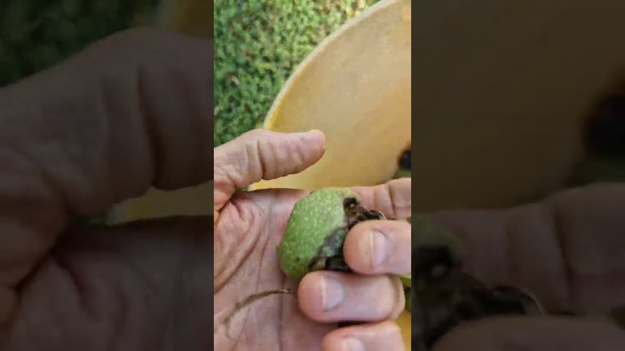 Walnuts make natural brown dye