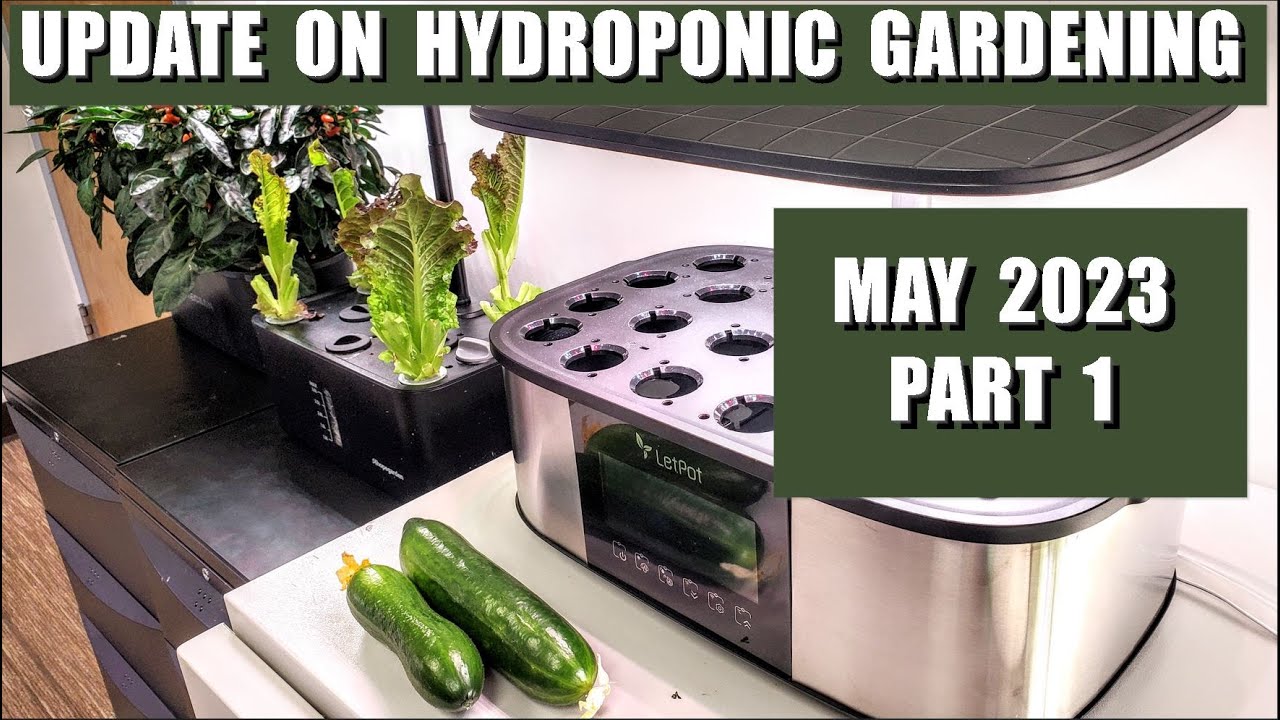 2023 MAY UPDATE ON HYDROPONIC GARDENING INDOORS PART 1