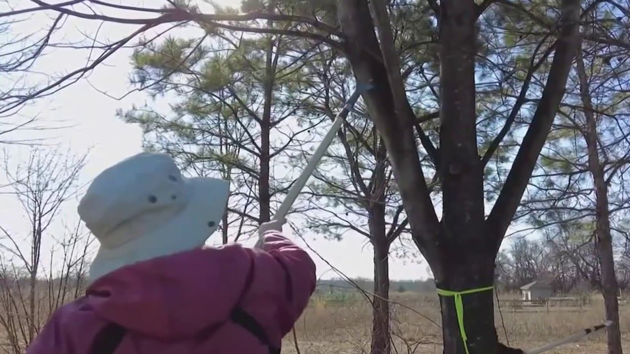 'Oddly satisfying' battle against spotted lanternflies starts with volunteers, scraping sticks