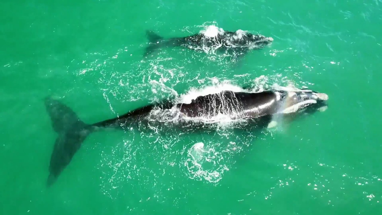 Whales Hermanus September 2018