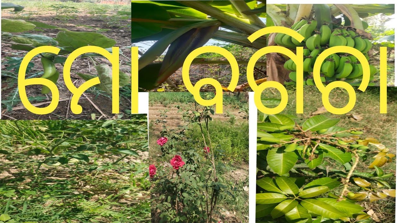 Farming vlog 2026🤓||my farming||vegetable gardening 🍆🍅🥕🥔🫑🥒