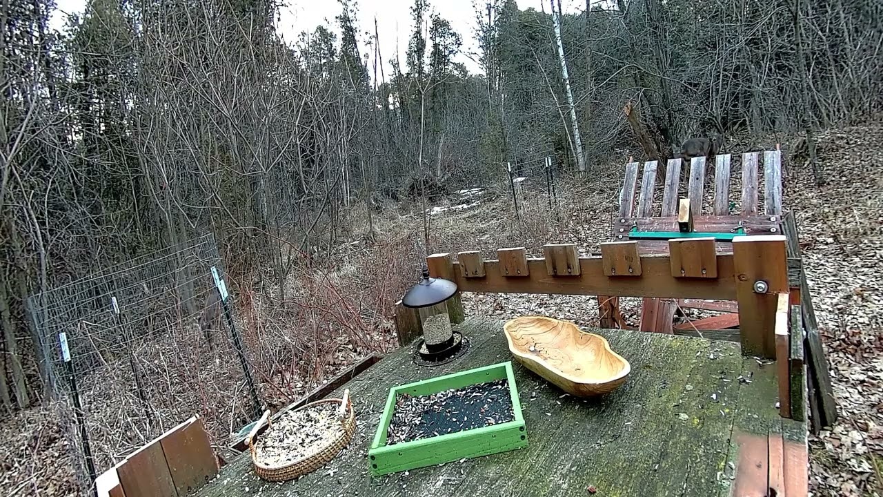 The Deer Disagree With Our “Deer-Proof” Feeder Plan 🦌