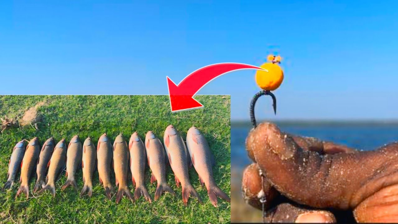 Amazing Fishing Videos | Method Feeder Fishing For carp | River Fishing Techniques | Fishing