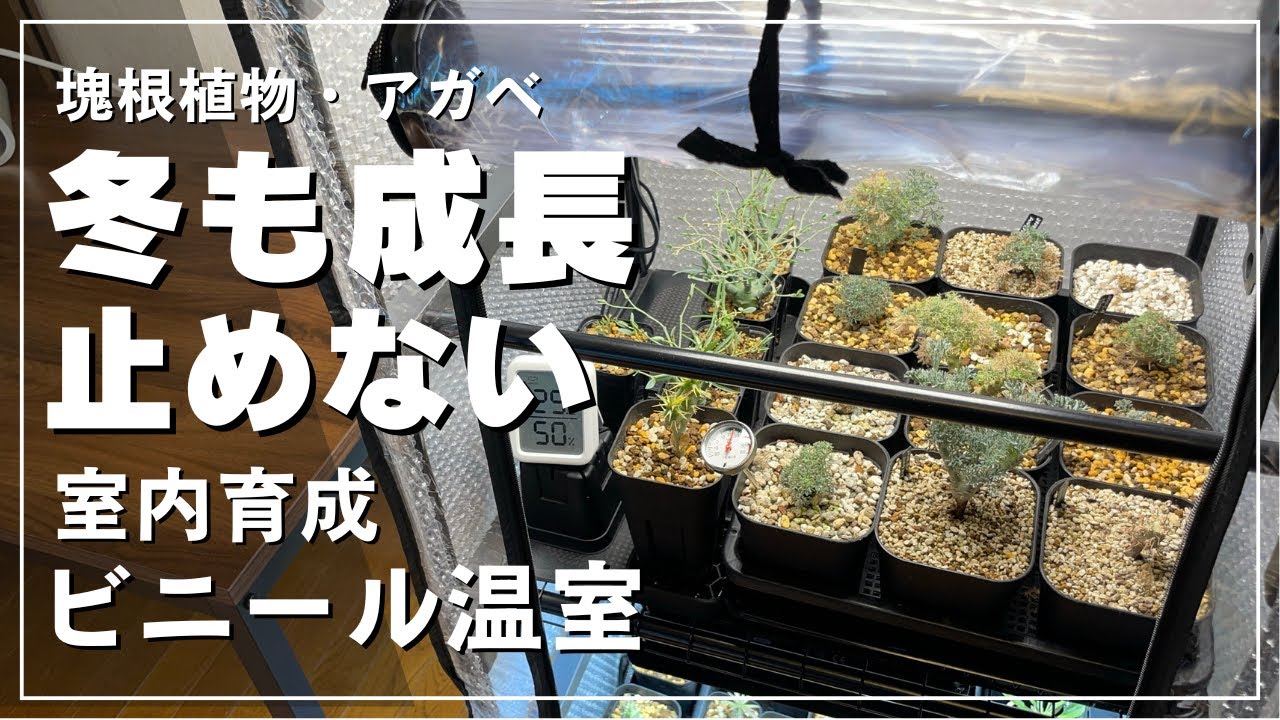 ビニール温室効果を上げる！室内で植物実生苗や子株が冬でも育つ環境作り！塊根植物やアガベ育成に