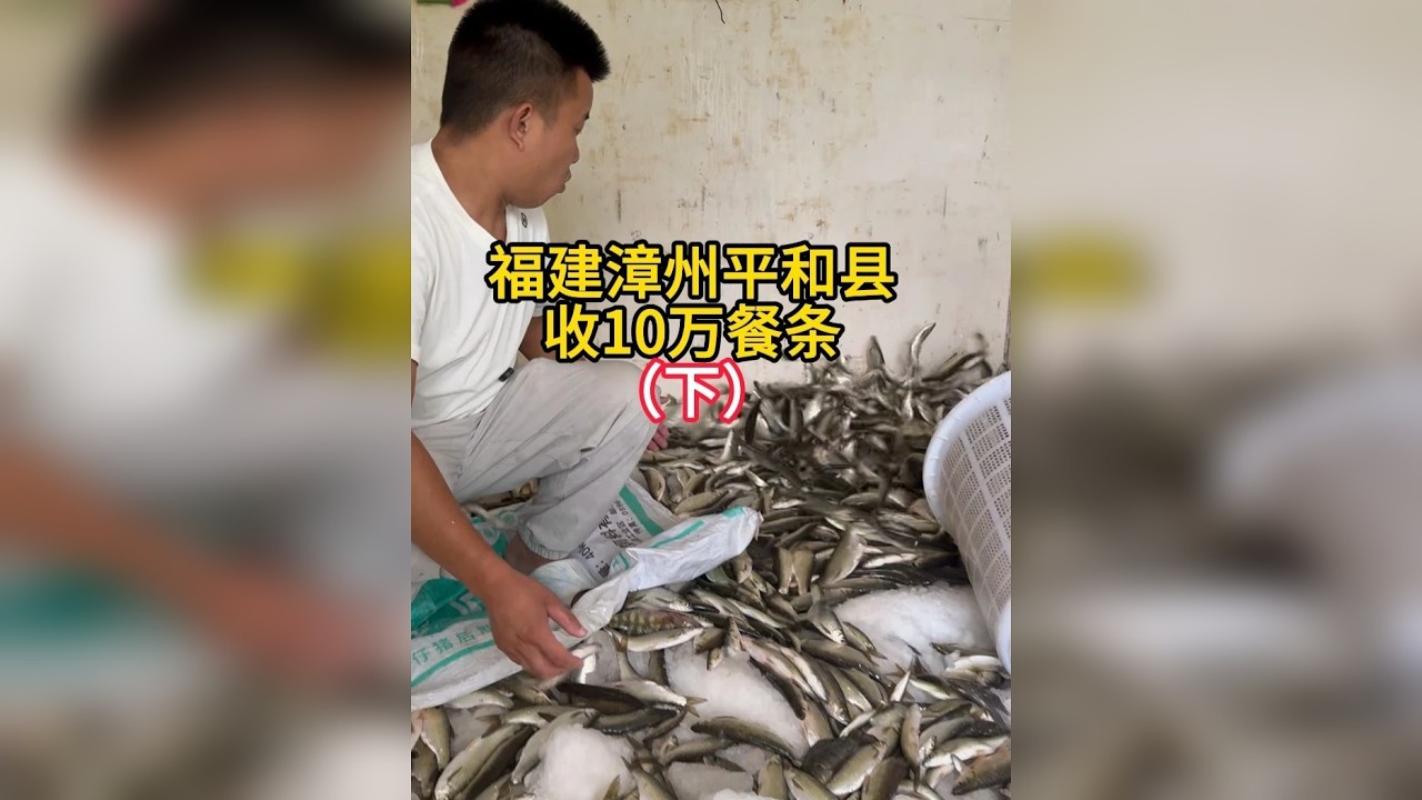 渔兄鱼弟强子福建漳州收10万餐条