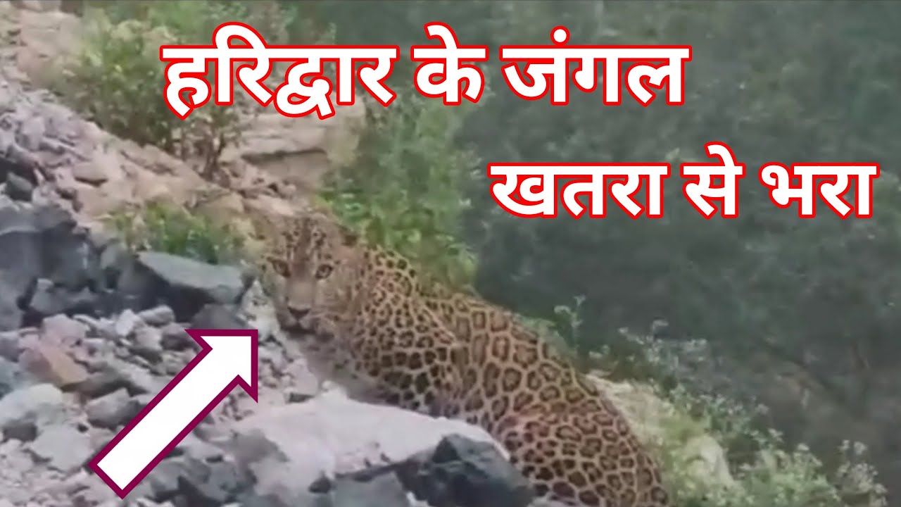 हरिद्वार के जंगल खतरा से भरा | Haridwar jungle ki video