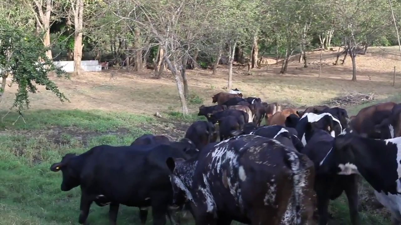 LOS RASTROJOS, Lecheria Grado A