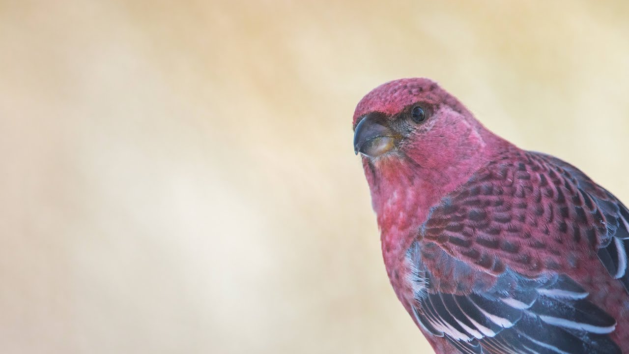Naturfotografie Tutorial - Singvögel fotografieren