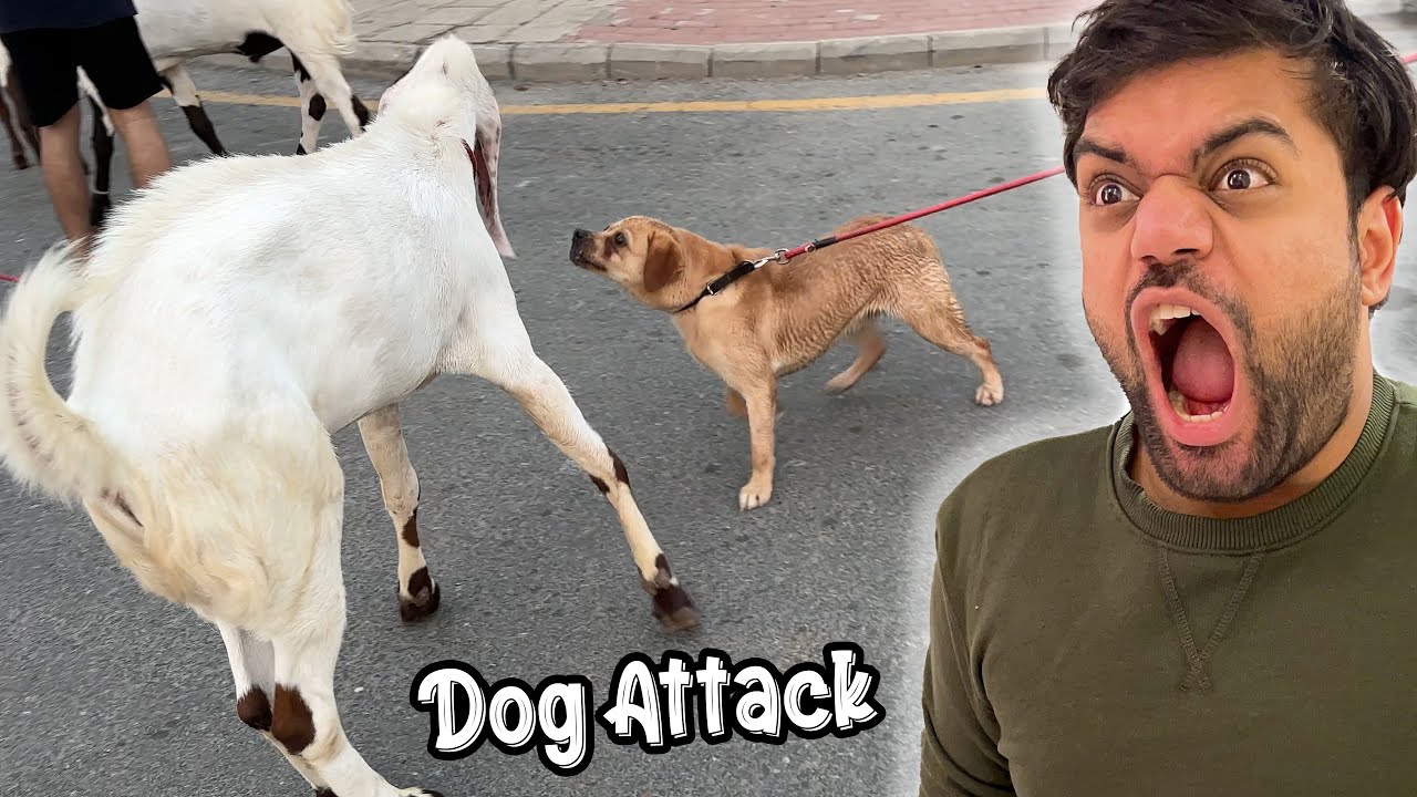 Dog Ne Qurbani Ke Janwaron Par Attack Kar Diya 😱