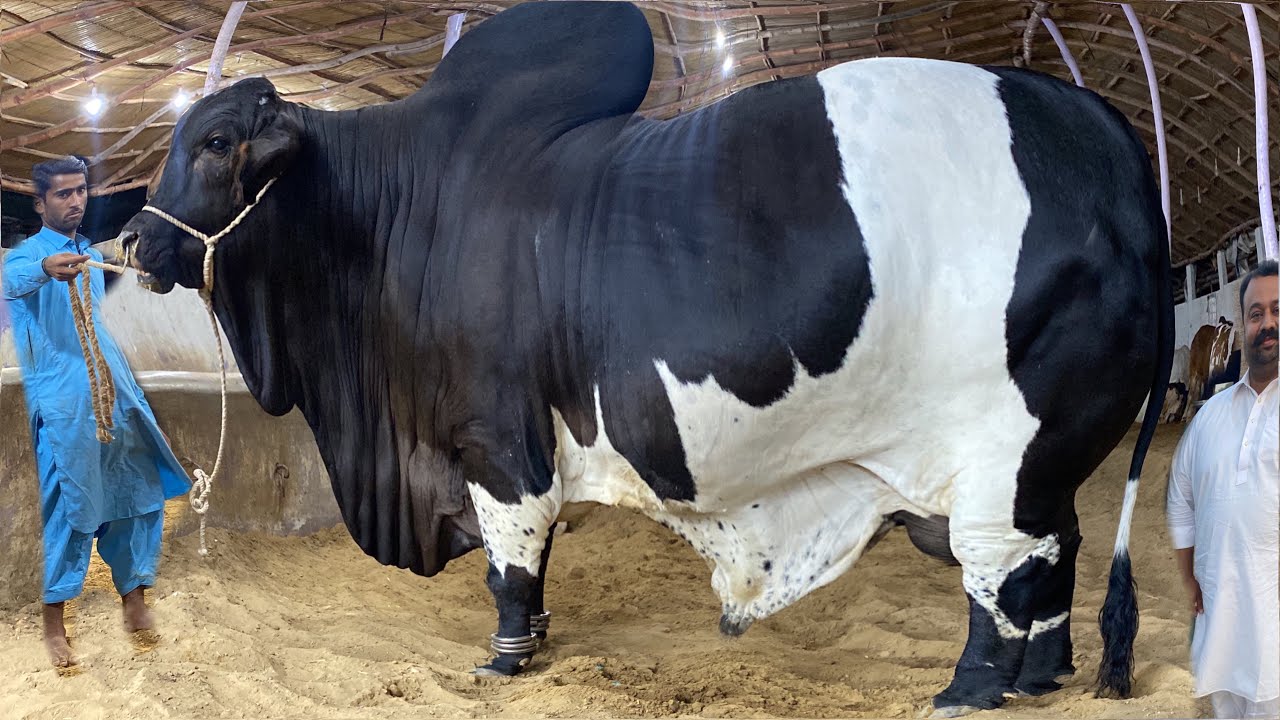 Biggest Bulls Feeding Plan by Zarrar Cattle Farm Karachi