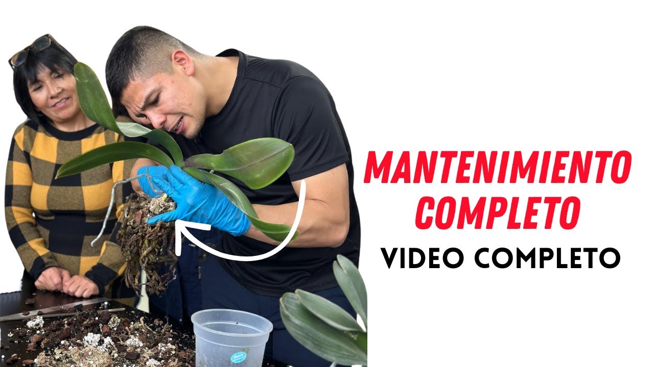 Mantenimiento completo￼-  Que hacer si hay pudrición de raíz en mi orquídea.