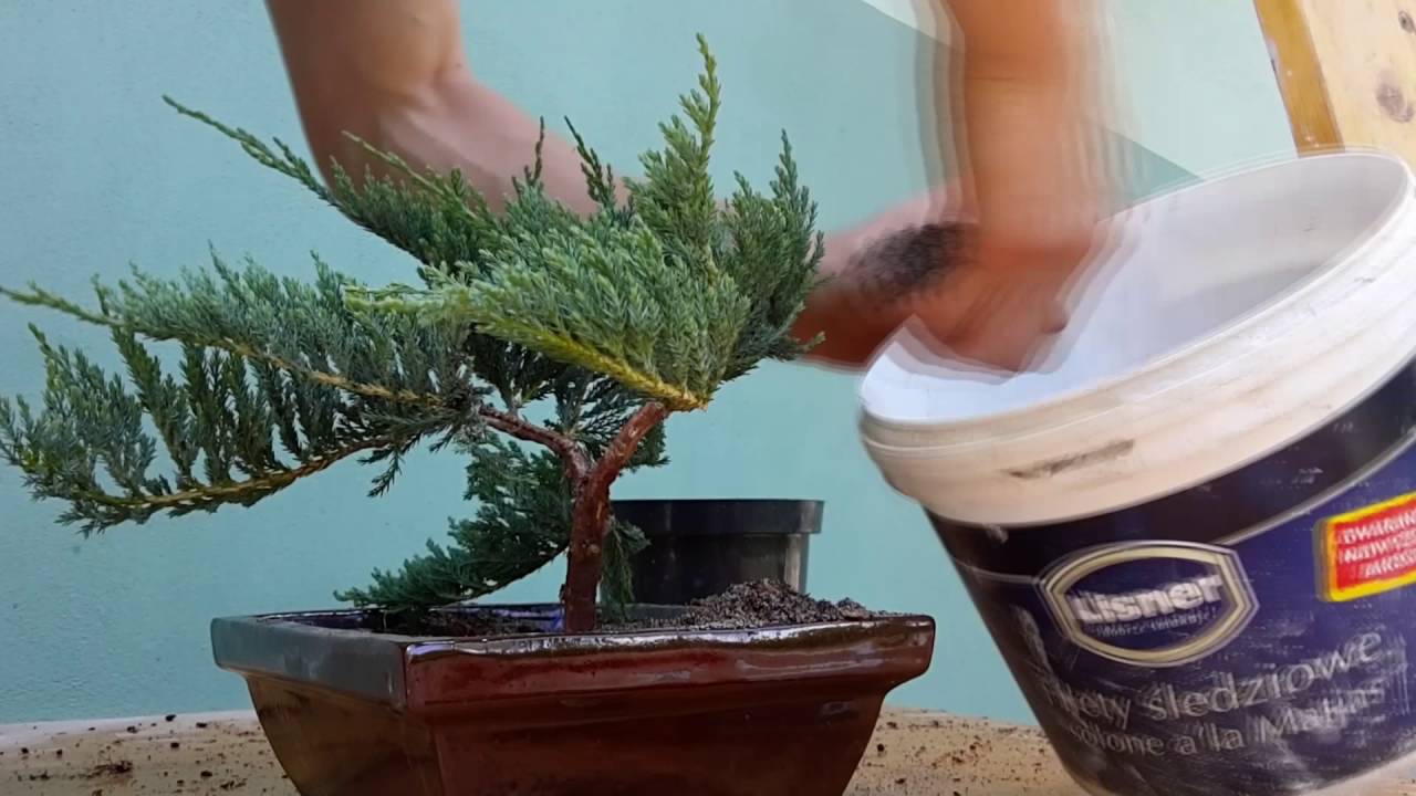 Juniperus horizontalis 'Blue Chip' part01