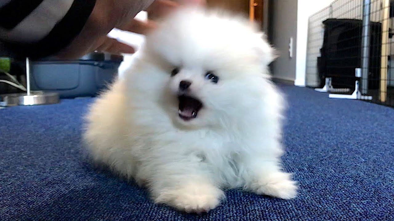 【生後63日】飼い主に牙を剥いた子犬のポメラニアン
