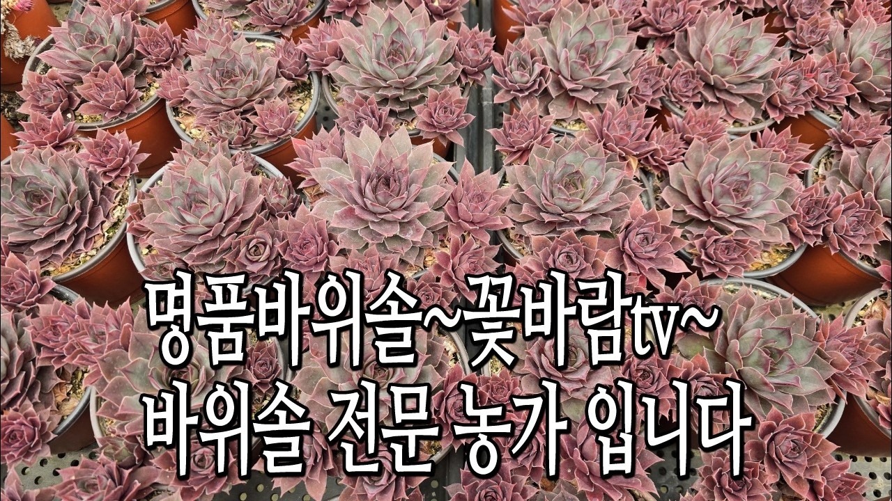 26 03 15 날마다 예뻐지고 있는 꽃바람바위솔~ #바위솔 #식물 #꽃바람 #다육이