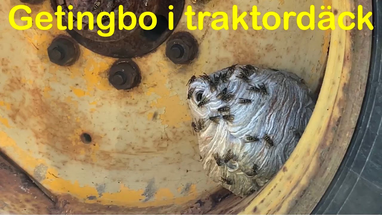 Ta bort Getingbo i traktordäck/ How to remove a Wasp nest in tractor tire