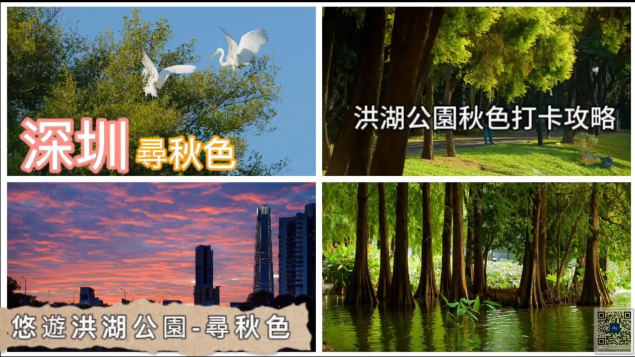 深圳吃喝玩樂 | 深圳尋秋色 | 悠遊洪湖公園 | 遊園攻略 | 鳥攝勝地 | 觀賞日落晚霞 | 華南最大落羽杉群 | EP057