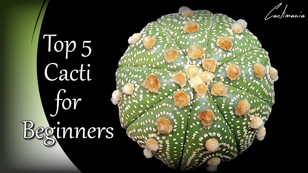 Our Top 5 Beginner Cacti | #Cactus & #Succulents