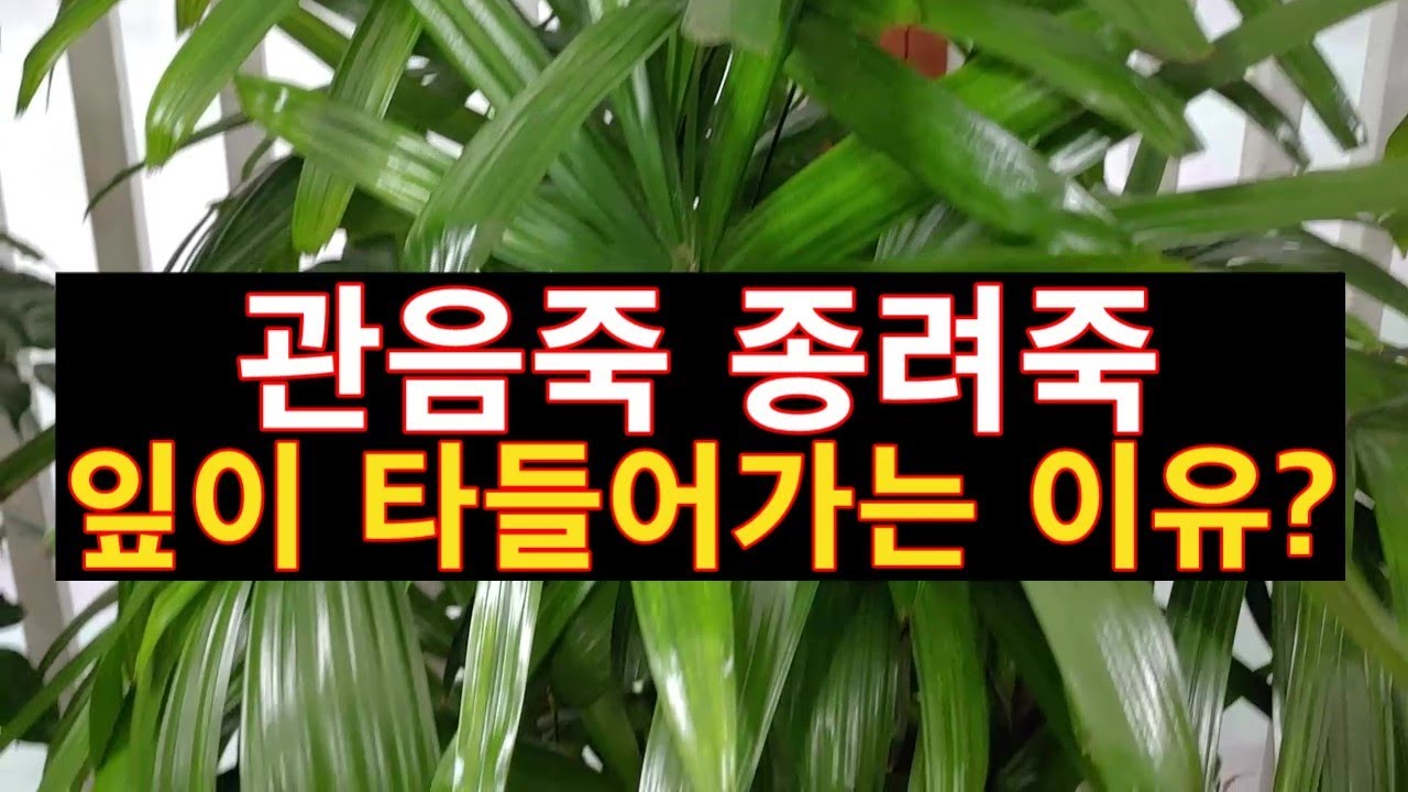 관음죽 종려죽 잎이 타들어가는 이유? ( 실내공기정화식물 2위 )