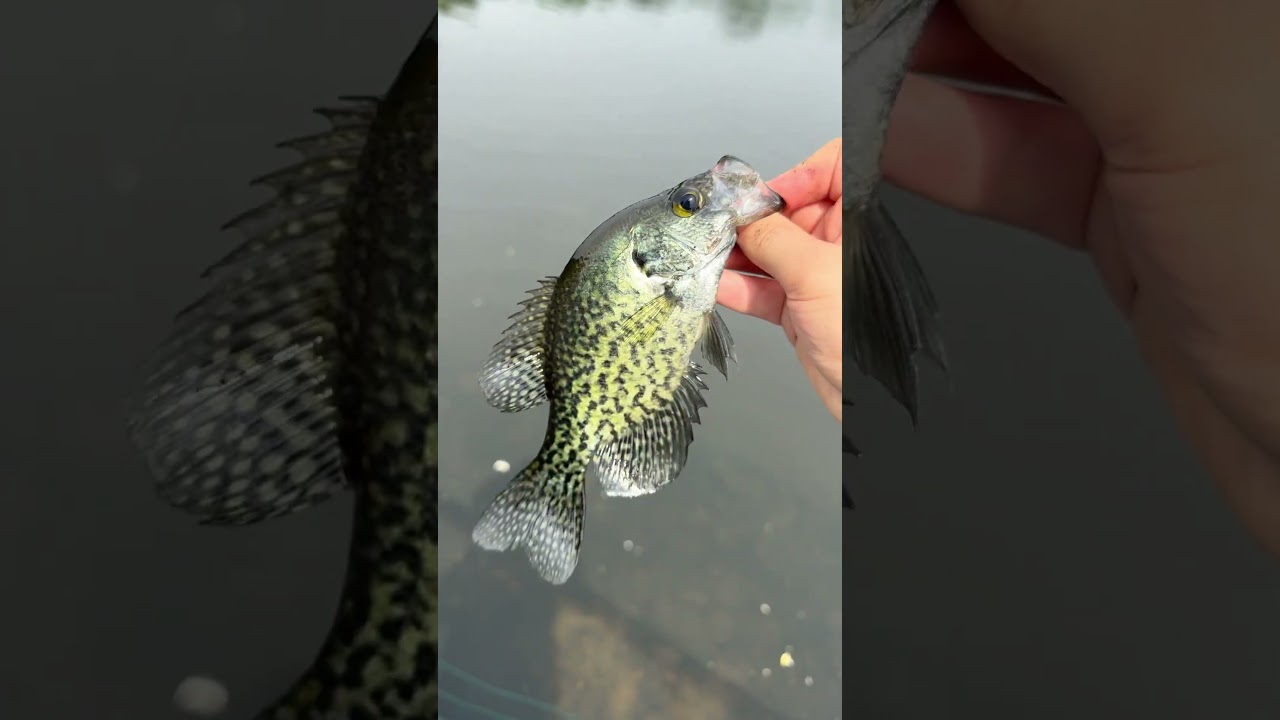 Crappie in Central Park #fishing