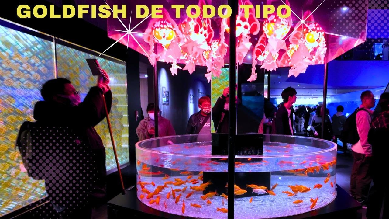 LOS PECES GOLDFISH DE JAPÓN