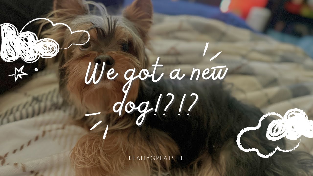 New Pup Alert! 🐾 | A Day At Work Turned Exciting!✨