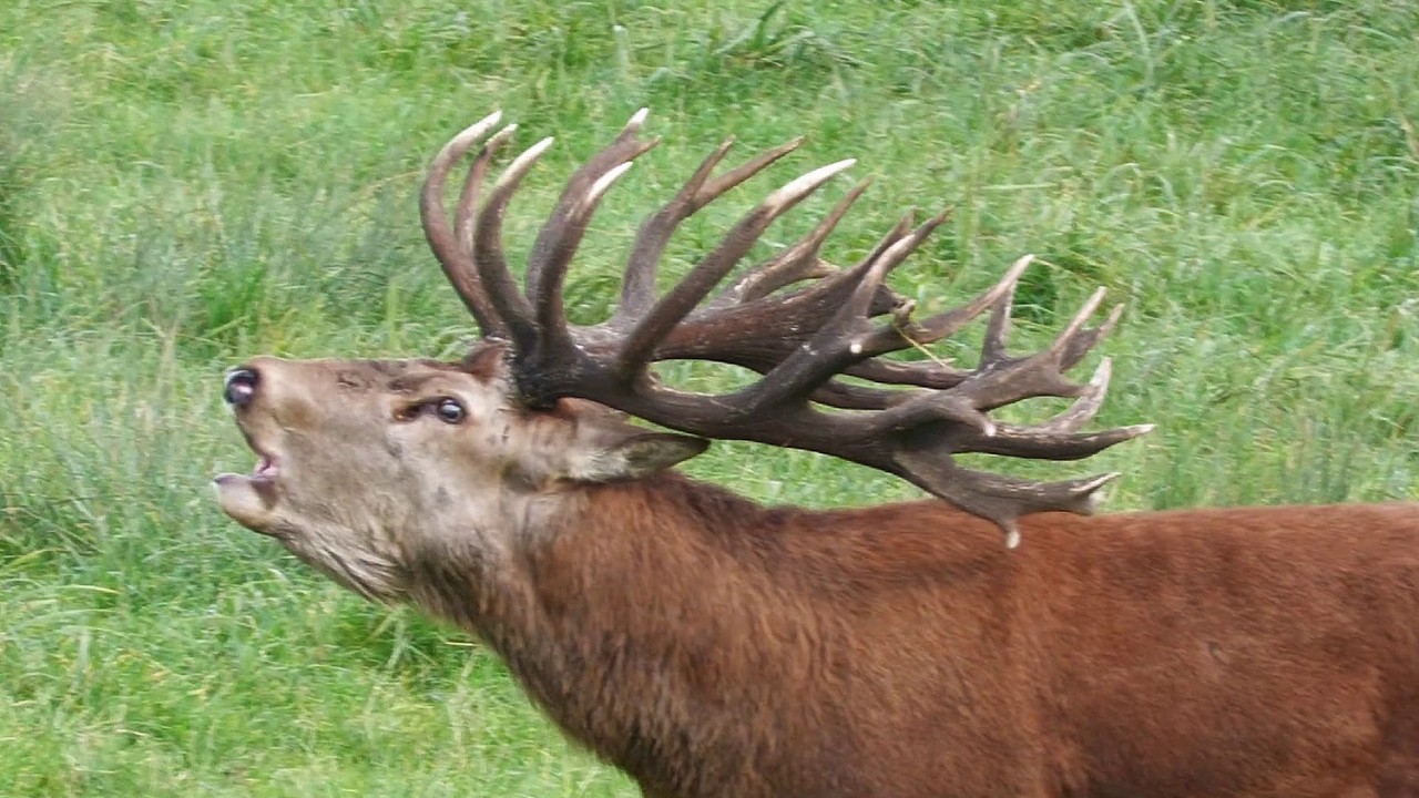 Hirschbrunft in Mecklenburg      Red deer rut in Mecklenburg