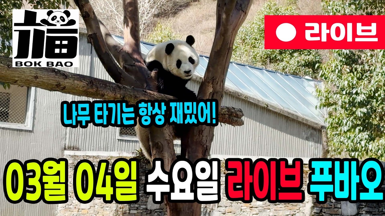 03월 04일 수요일 푸바오 라이브입니다. 나무 타기는 항상 재밌어!