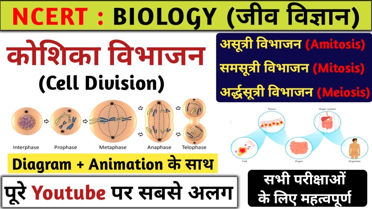 कोशिका विभाजन | Cell division | samsutri aur ardhasutri vibhajan | Biology | Study vines official
