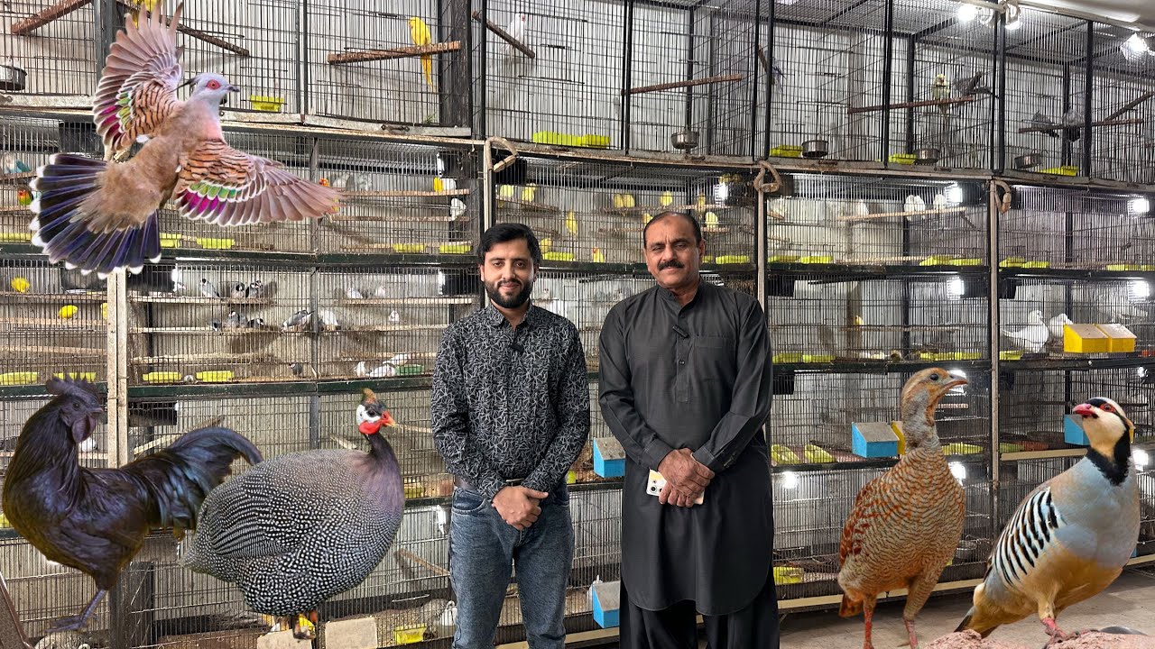 Multan Sunday Birds Market 30 November 2025  | multan birds market latest update | Mustaq Ahamad |