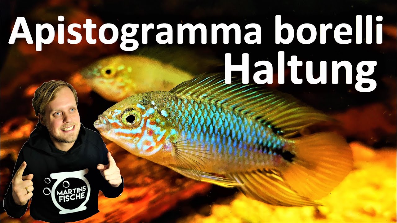 Apistogramma borelli opal - HALTUNG Borellis Zwergbuntbarsch