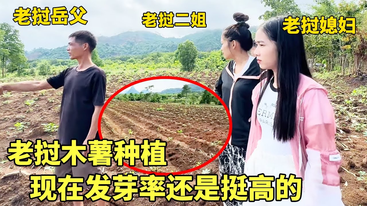 中国女婿帮老挝老丈人种植木薯，10天没看已经发芽了，只要科学种植应该可以丰收！【老挝七号先生】#老挝农村生活 #vlog #跨国婚姻 #food