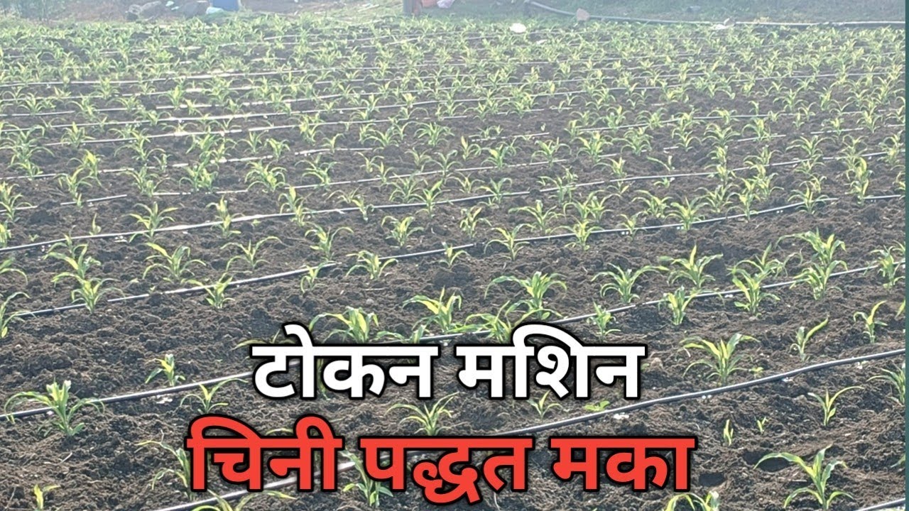 चिनी पद्धत मका लागवड | chini padhat maka niyojan 