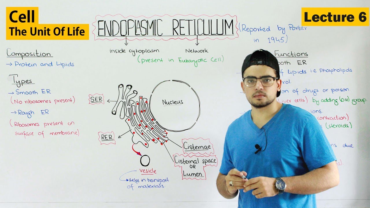 Endoplasmic Reticulum structure and functions | Video 6