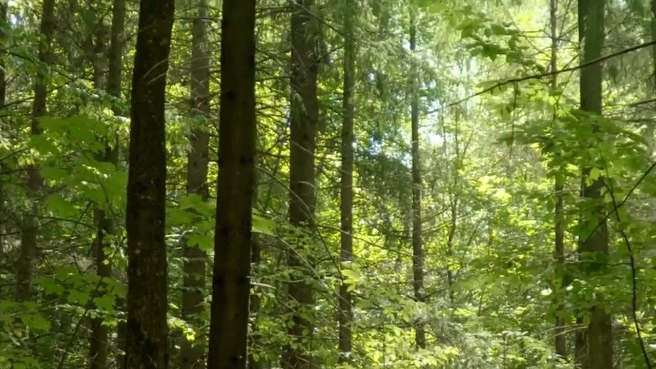 Colorado Land & Tree LLC | Denver, CO | 02/24/2026