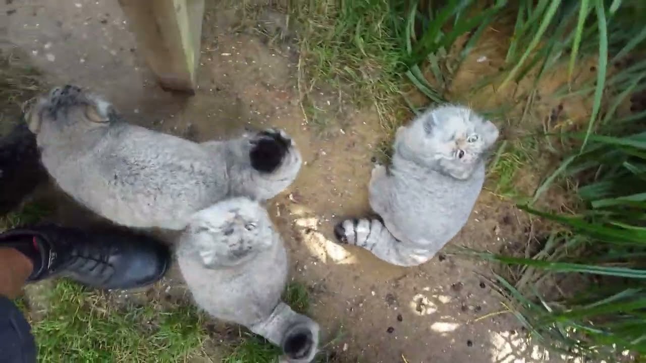 Pallas' cat feeding time