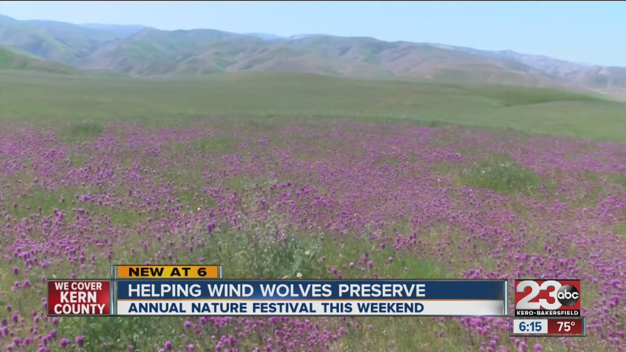 Helping Wind Wolves Preserve