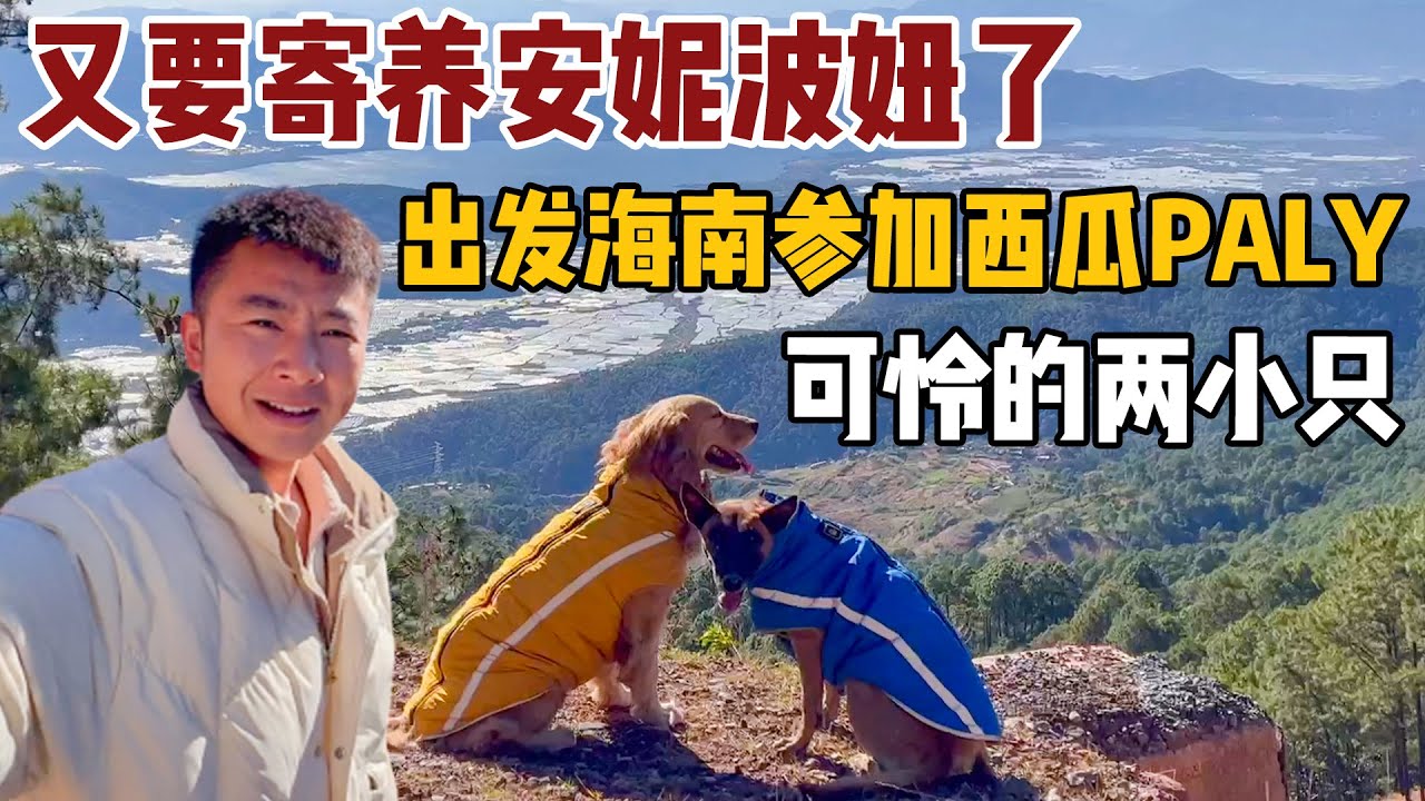临时收到紧急通知前往海南，安顿好安妮波妞，出发参加西瓜play！【小白的奇幻旅行】