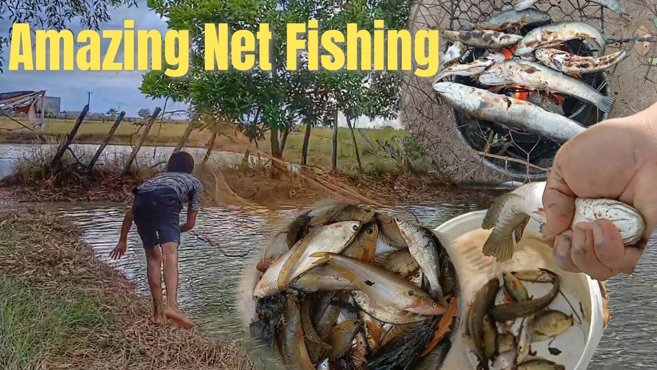 Best Net Fishing Video - Traditional Catching Fish in The Lake #ambient #countryside #rural 