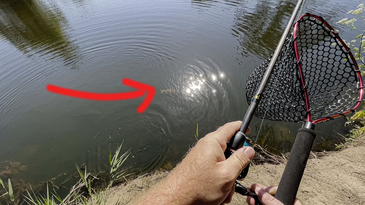 A Cod tried to eat my Rainbow Trout on the Fish River, O'Connell NSW