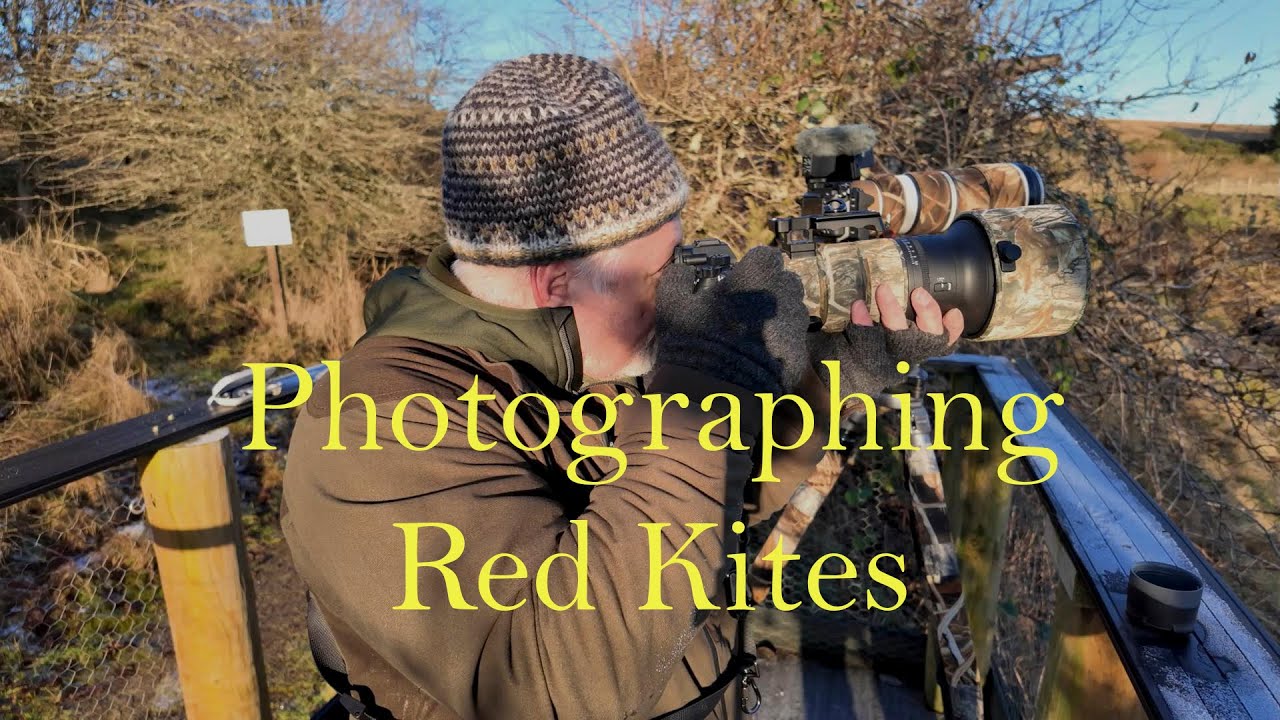 Photographing Red Kites, Argaty Scotland