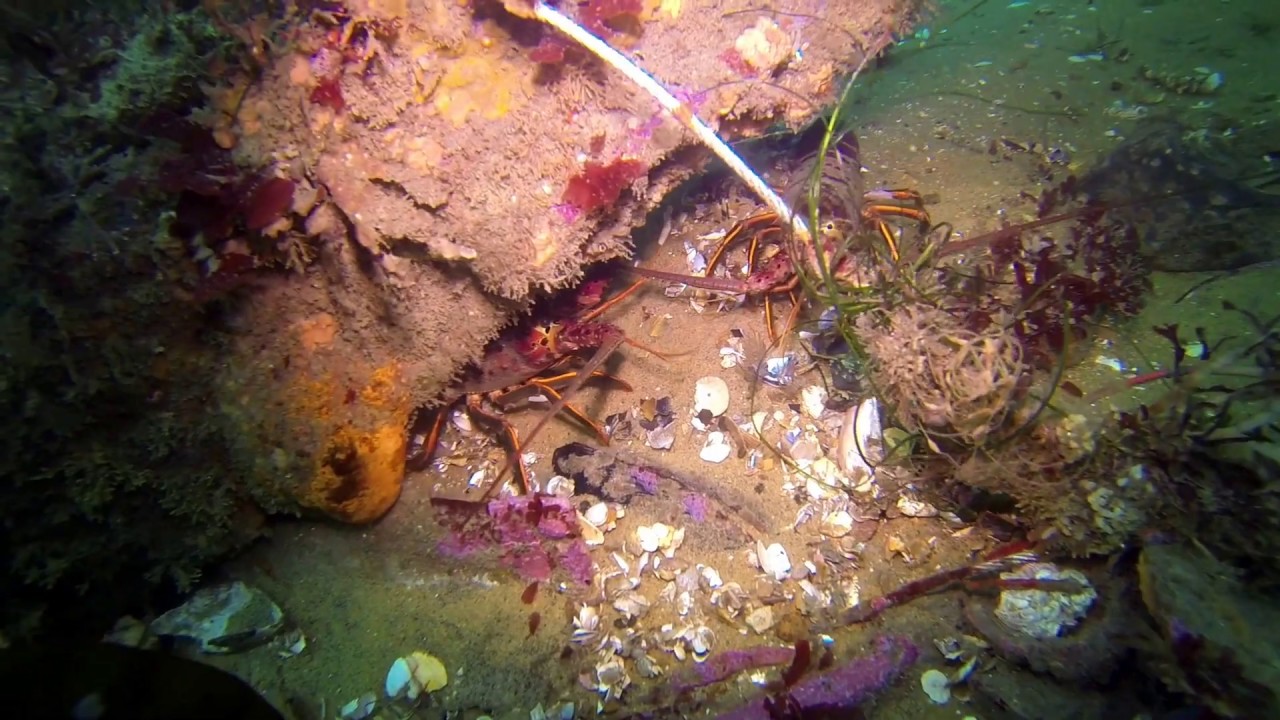 Dive Addicts in San Diego 2019