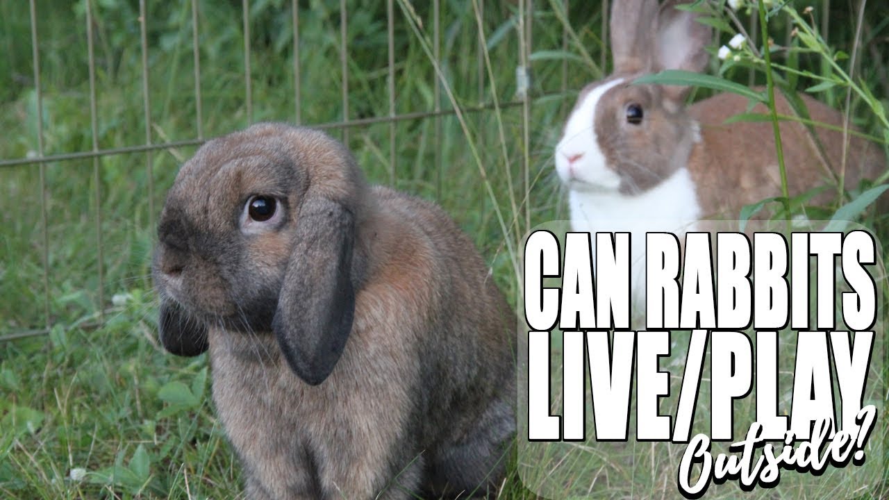 CAN RABBITS LIVE/PLAY OUTSIDE?