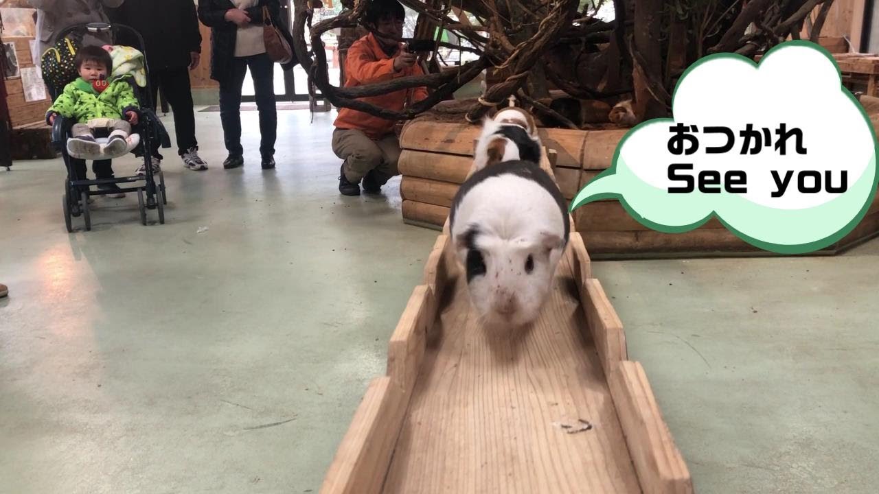 モルモットが橋を渡って帰るGuinea pig bridge