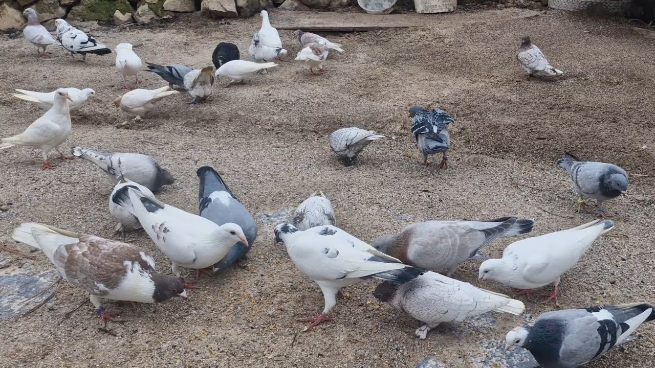 YAVRULARIN BAHÇE HEYECANI